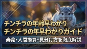 チンチラの年齢早わかりガイド｜寿命・人間換算・見分け方を徹底解説